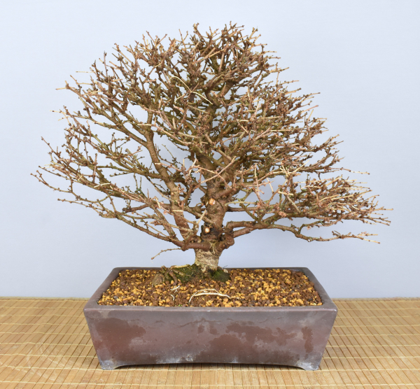 Preview: Bonsai Outdoor, Japanische Lärche (Larix kaempferi)